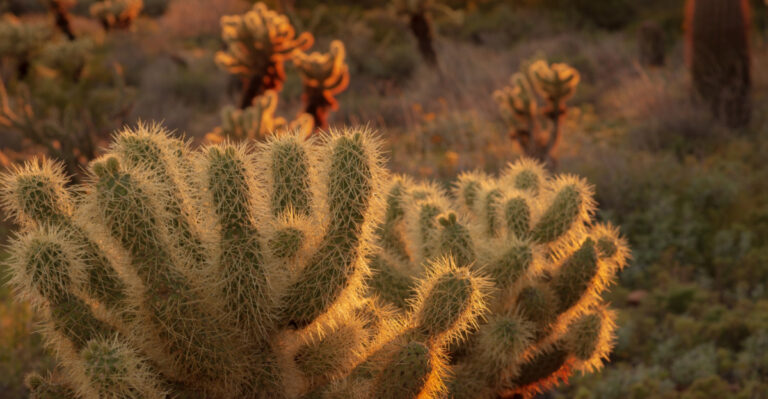 What Nevada Gardeners Know About Thriving In June That Every New Homeowner Should Learn Immediately