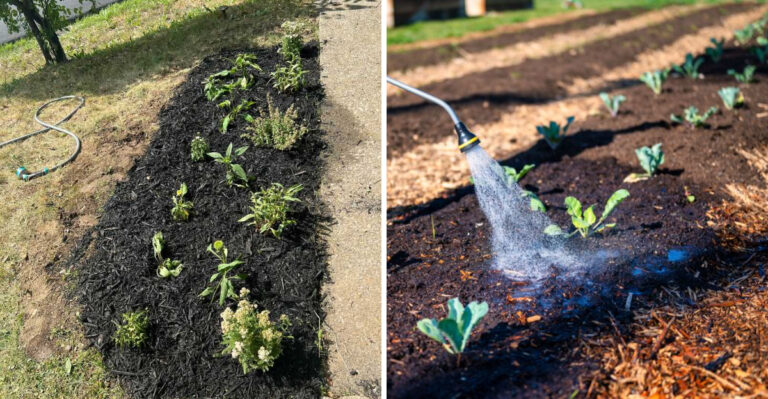 What New Hampshire Gardeners Should Do When Rainfall Falls Two Months Short