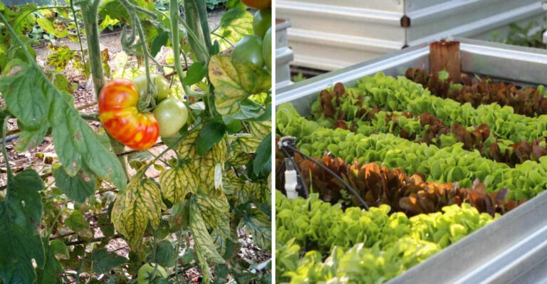What No One Tells You About Gardening In Florida Until You Move Here
