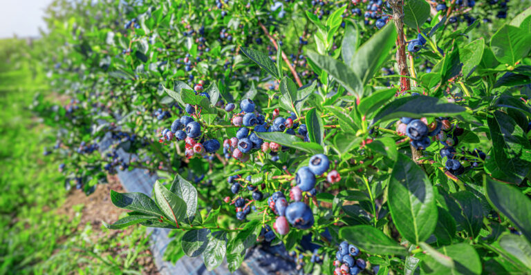 blueberry bushes