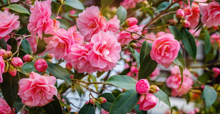 camellias