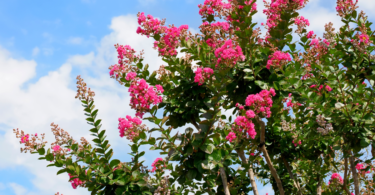 crape myrtle branches