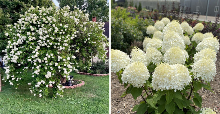What North Carolina Gardeners Do To Get Panicle Hydrangeas That Put On A Real Show In Summer