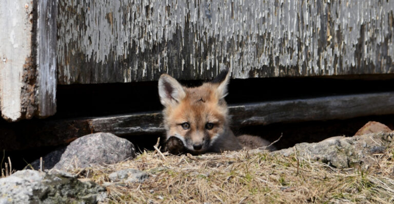 What North Carolina Gardeners Should Do If They Find A Baby Fox In The Yard