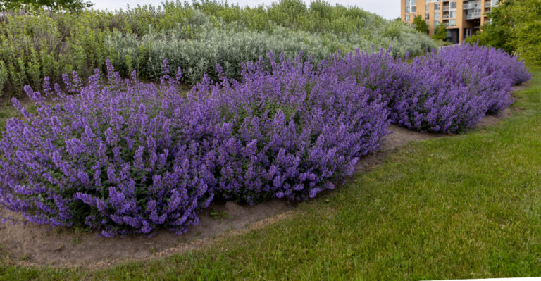 catmint