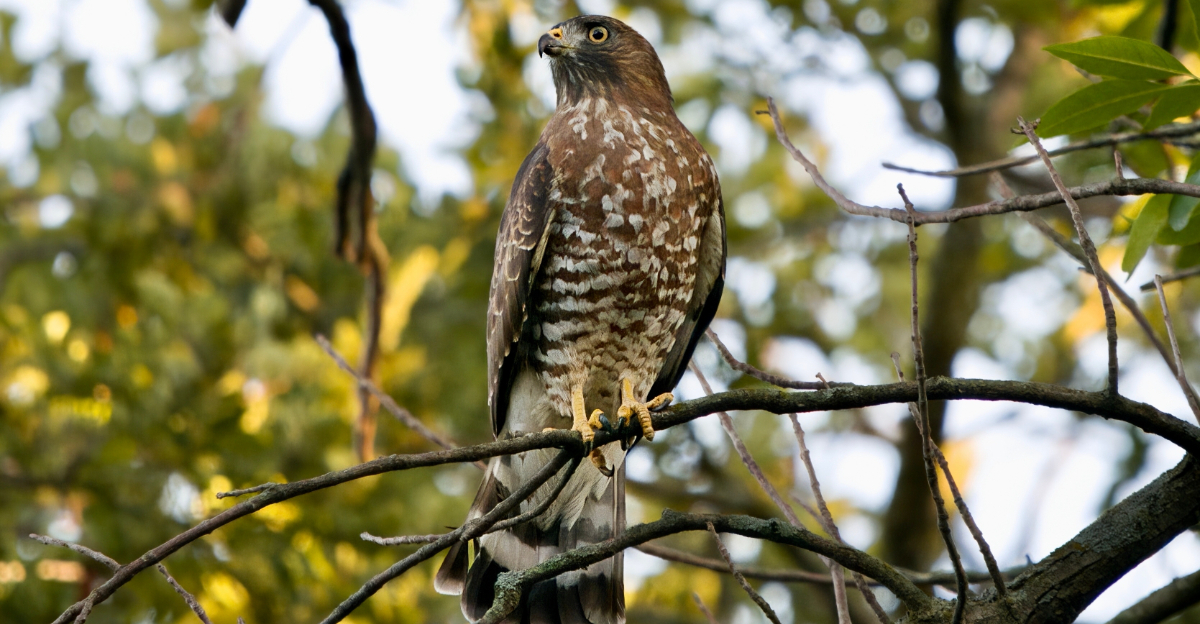 hawk in a tree