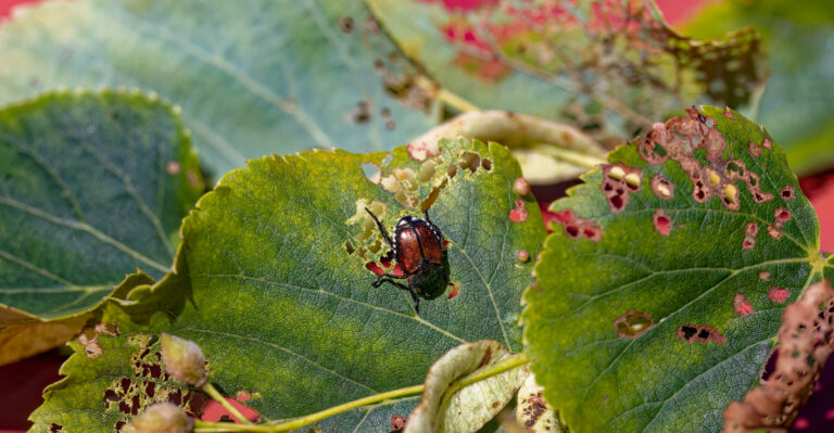 crape myrtle japanese beetle