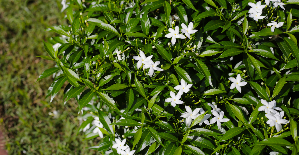 gardenia