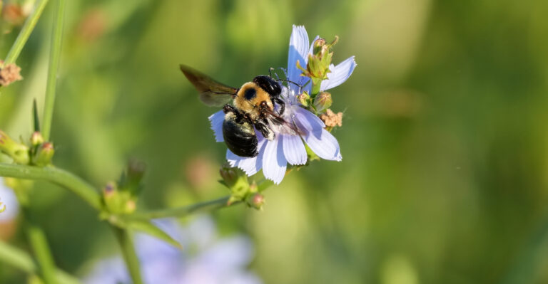 carpenter bee