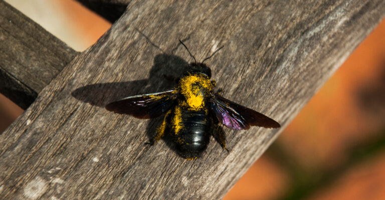carpenter bee