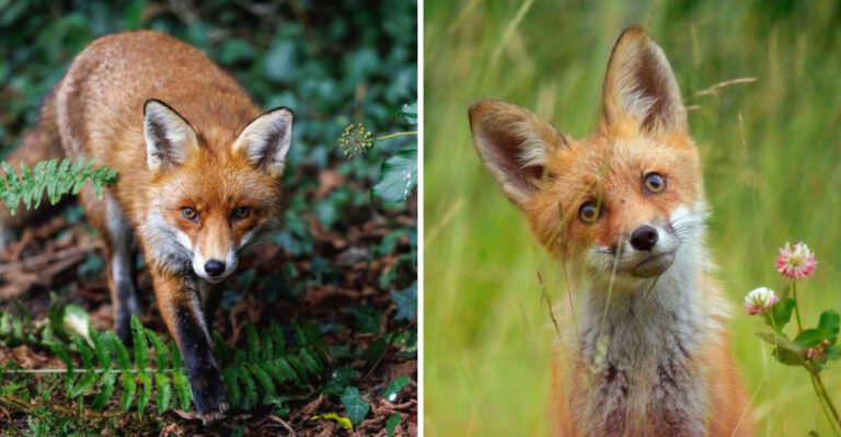 What North Carolina Homeowners Should Really Do When They See A Fox