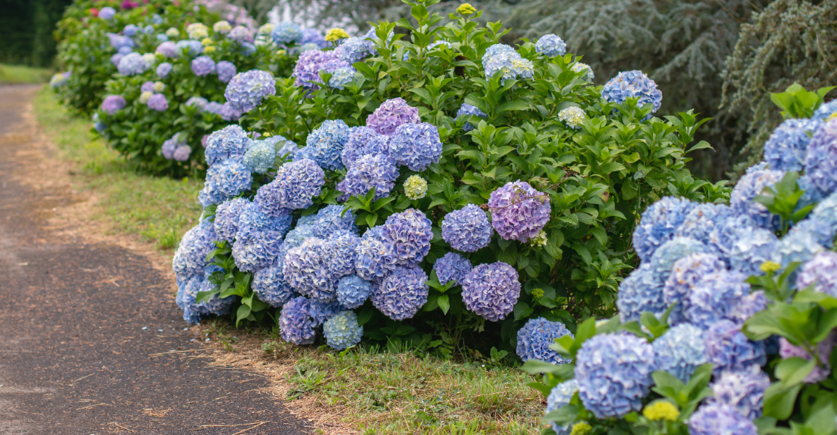hydrangea macrophylla