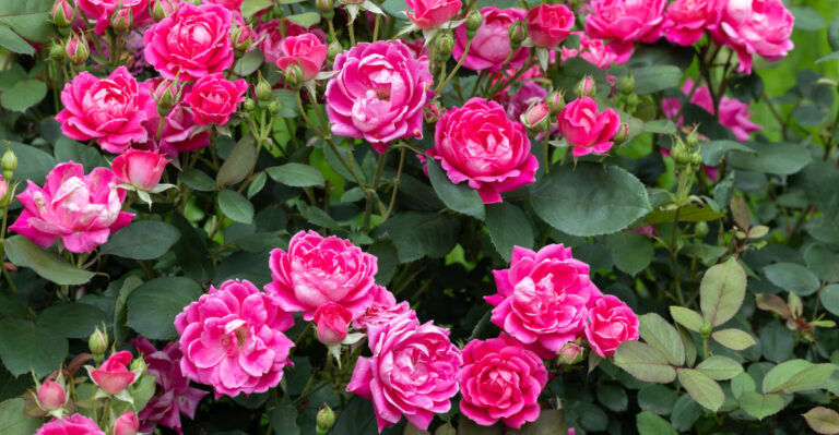 knockout roses