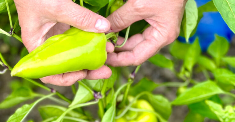 hands harvest pepper