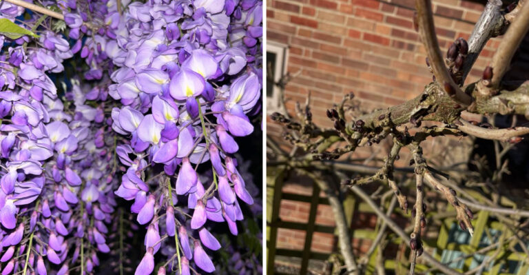 What North Carolina Wisteria Needs After It Blooms