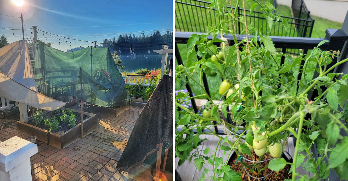 garden protection from heat