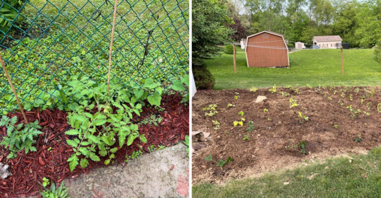 What Ohio Gardeners With Heavy Clay Soil Have That Most Gardeners In Other States Are Missing