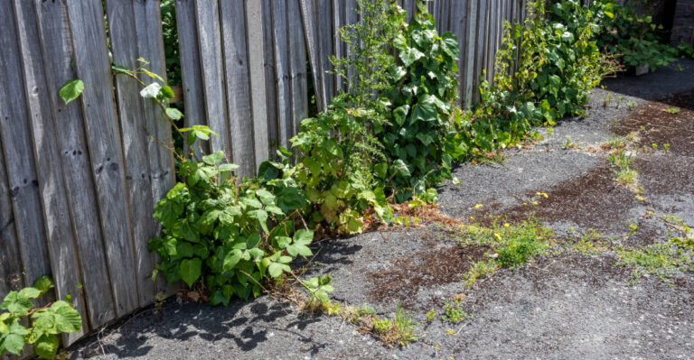weeds spreading through fence