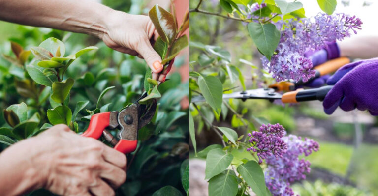 What Oregon Gardeners Should Be Pruning Right Now Before Summer Growth Takes Over