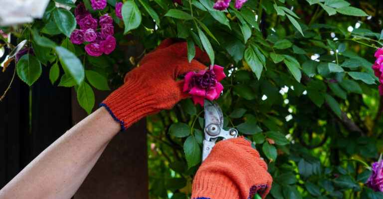 What Oregon Gardeners Should Cut Back In June For A Second Flush Of Flowers