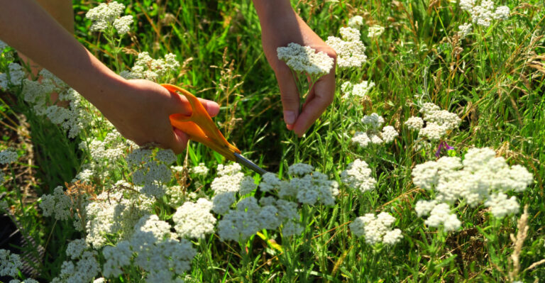 What Oregon Gardeners Should Cut Back Now Before Plants Get Leggy