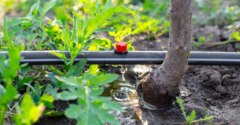 What Oregon Gardeners Should Do Before The First Real Heat Wave Of Summer Arrives