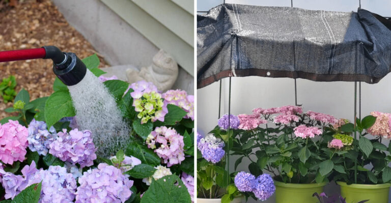 What Oregon Gardeners Should Do To Hydrangeas In July When Leaves Start Wilting