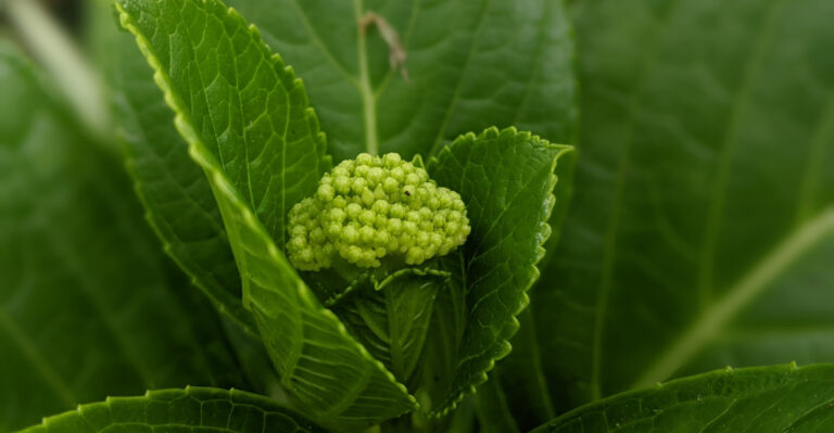 What Oregon Gardeners Should Do To Hydrangeas In June After Buds Appear
