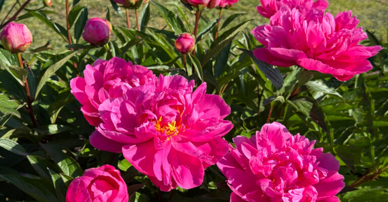 What Oregon Gardeners Should Do To Peonies In June After They Finish Blooming
