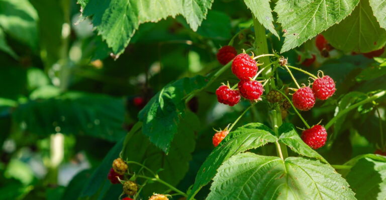 What Oregon Gardeners Should Do To Raspberries After The First Harvest