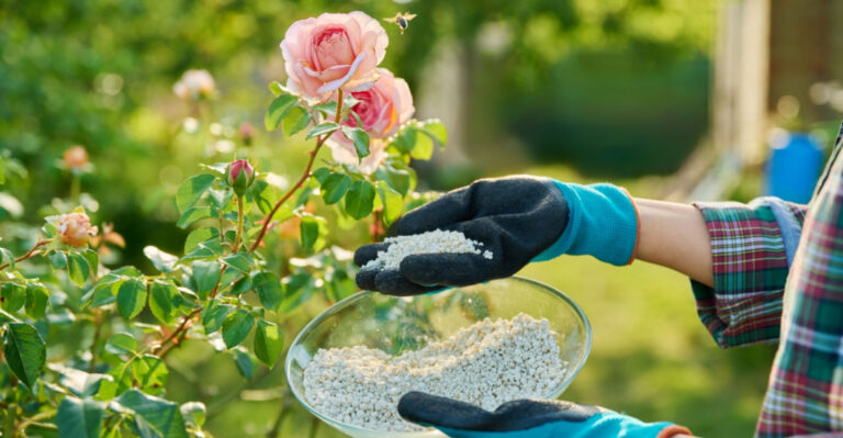 What Oregon Gardeners Should Feed Roses In July For More Summer Blooms
