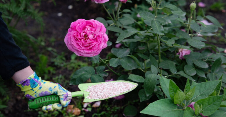 What Oregon Gardeners Should Feed Roses In June For More Summer Blooms