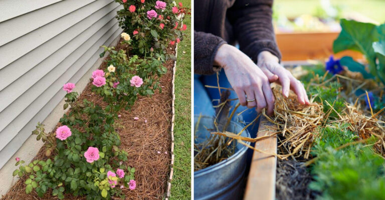 What Oregon Gardeners Should Mulch In June Before The Soil Dries Out
