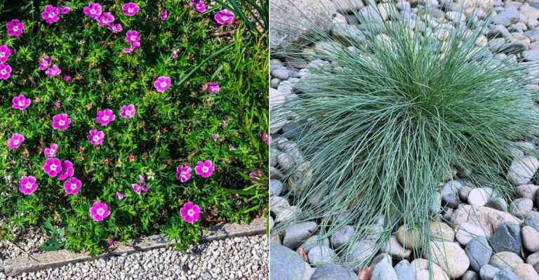 What Oregon Gardeners Should Plant Beside A Gravel Path To Soften The Edges
