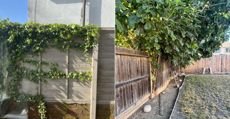 What Oregon Homeowners Should Know Before Planting Along A Shared Fence