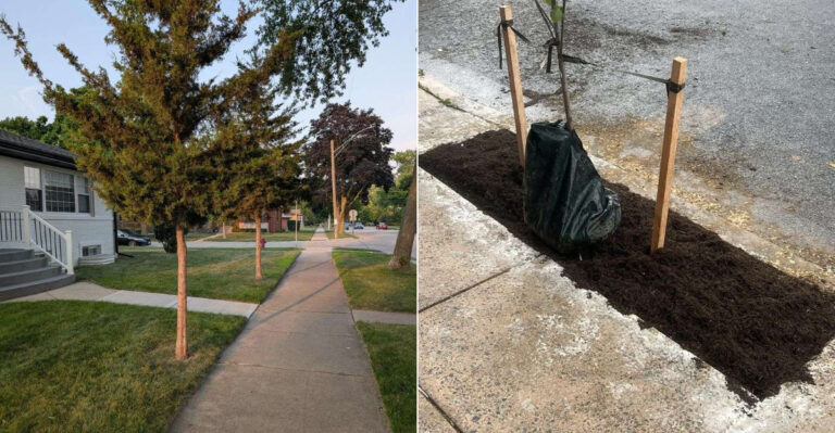 What Oregon Homeowners Should Know Before Planting Trees Near Sidewalks