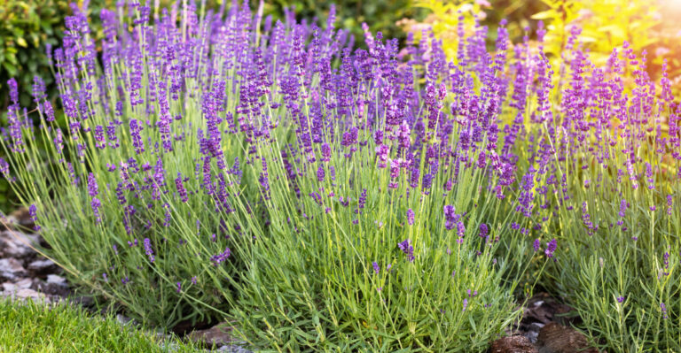 What Oregon Lavender Needs Right Now For More Summer Blooms And Stronger Fragrance
