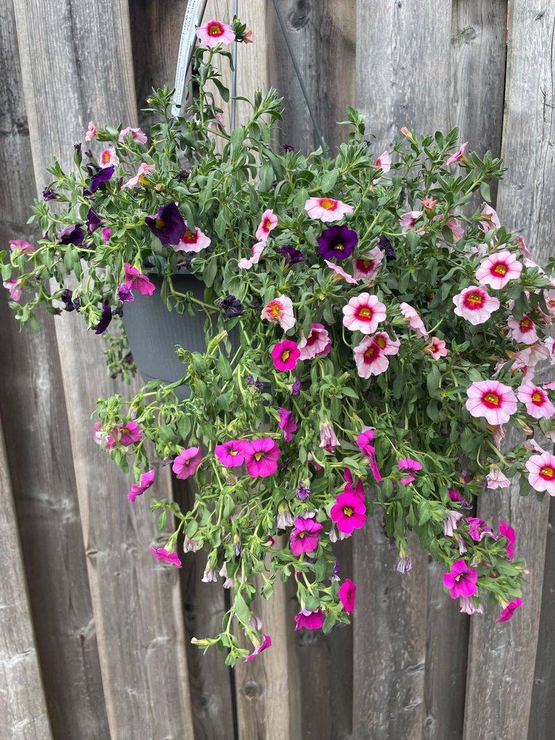 What Overwatered Calibrachoa Looks Like What Overwatered Calibrachoa Looks Like