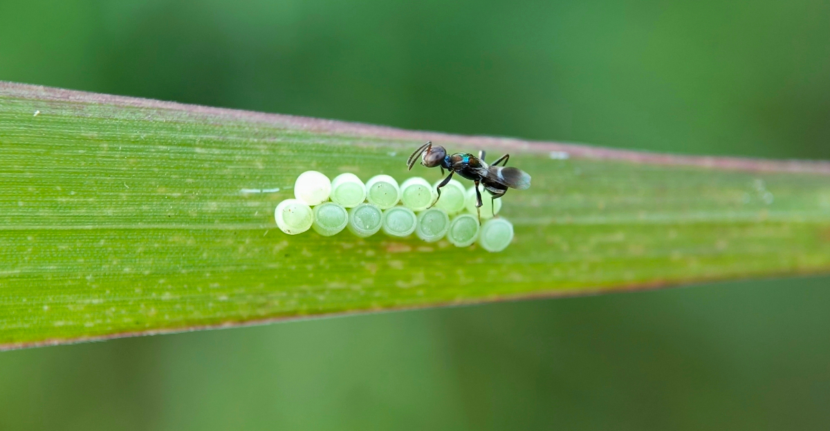 parasitic wasp