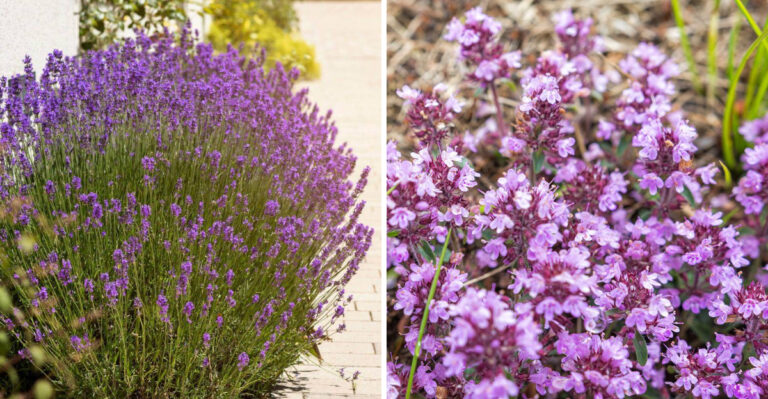 lavender and creeping thyme