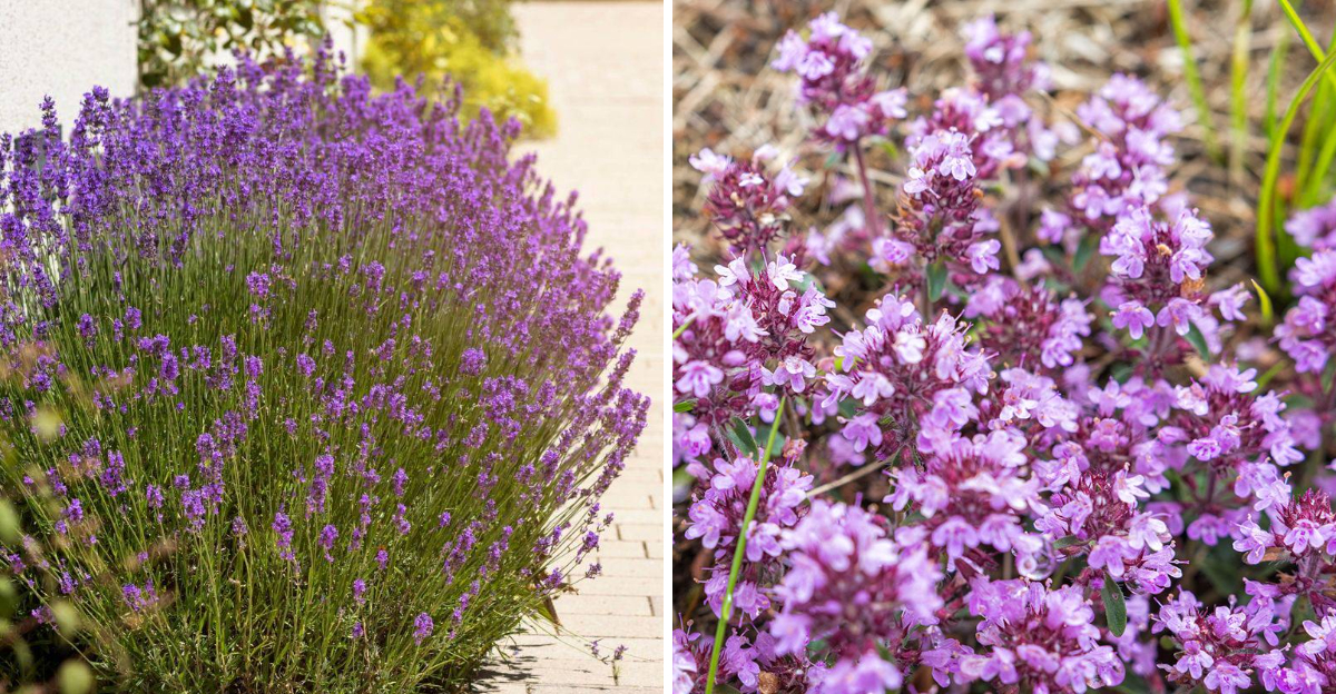 lavender and creeping thyme