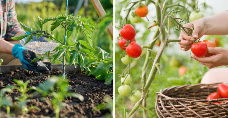 What Pennsylvania Tomatoes Need In July To Keep Producing Through The Hottest Weeks
