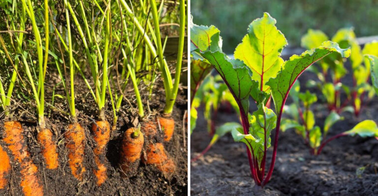 What Pennsylvanians Should Plant In July For A Strong Fall Harvest