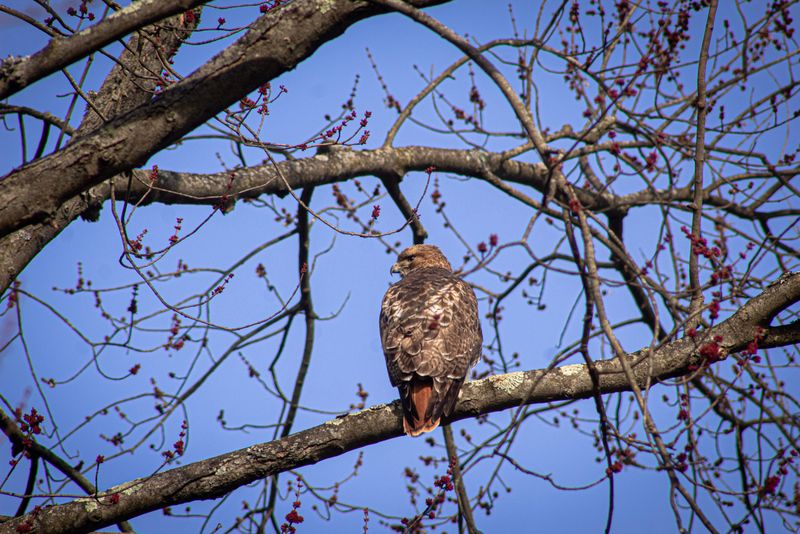 What Red-Tailed Hawks Eat And Why That Matters For Your Yard