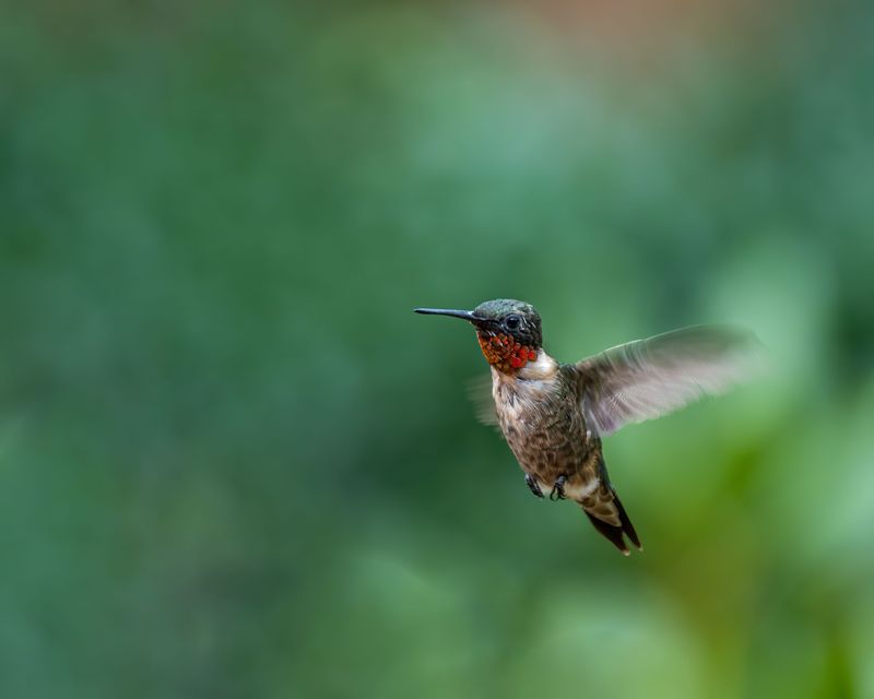 What Ruby-Throated Hummingbirds Need Before Moving On