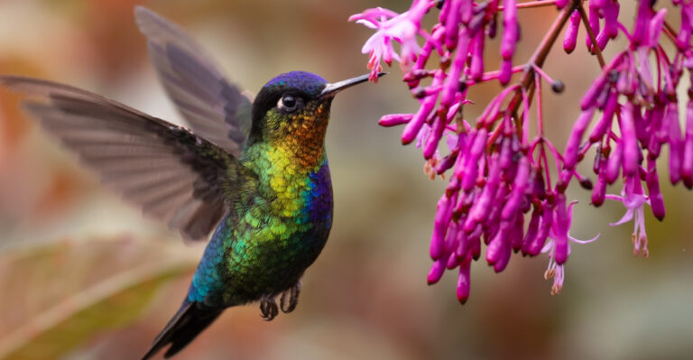 What Seeing A Hummingbird This Summer Reveals About Your Louisiana Garden