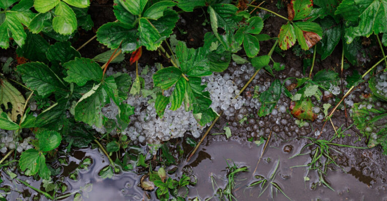 What Smart Kentucky Gardeners Do To Save Their Plants After A Storm Before It Gets Hot