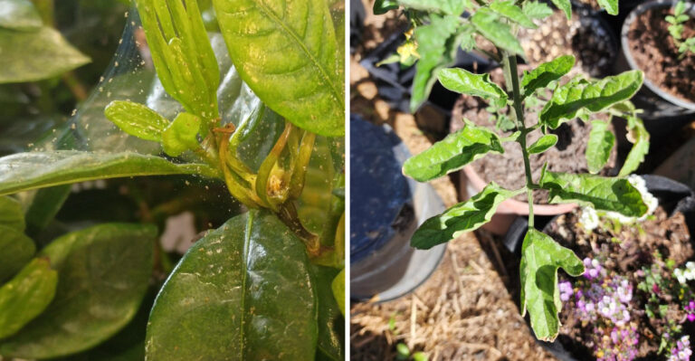 What Summer Leaf Curl On Arizona Plants Is Really Trying To Tell You