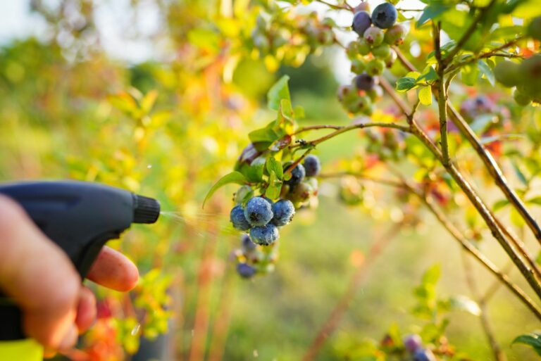 blueberries