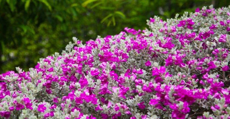 What Texas Gardeners Who Never See Ticks In Their Yard Are Planting Along Their Borders